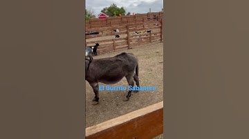 Thumbnail of El Burrito De Belen “Song by La Rondallita”