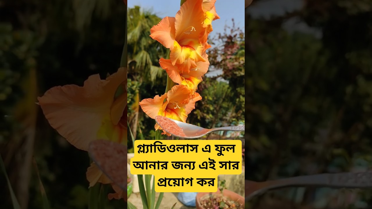 গ্ল্যাডিওলাস গাছে ফুল আসছে না?? একবার এটি করে দেখ