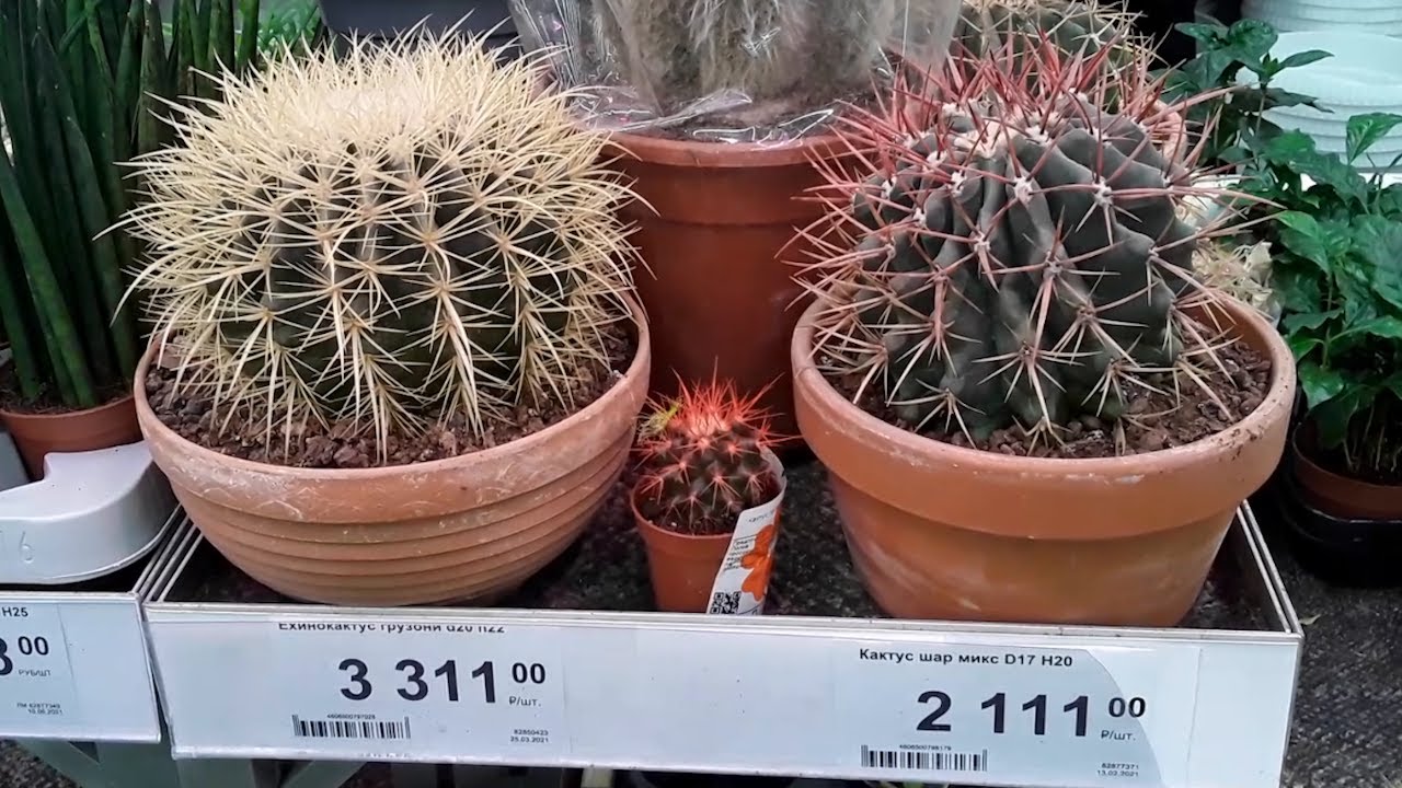 Сколько стоят комнатные растения в Леруа Мерлен, Барнаул Алтайский край ...