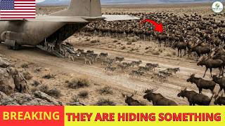 The U.S. RELEASED 19 WOLVES ONTO AN ISLAND - What Happened To The Moose Herd Shocked Scientists