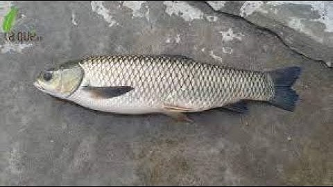 Cách chữa bệnh trùng mỏ neo trên thân cá trắm và cho cá trắm ăn bã đậu có được không?