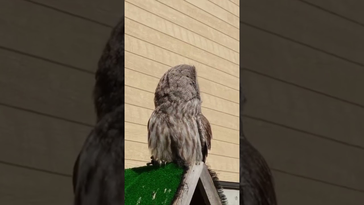 Good Tempered Gentle Owl Scolded Right & Left-Funny Voice Over