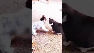 Cat's Hilarious Reaction to Human Fart. Funny Pets#cats #puppy #shorts #pets #fyp Cat's Hilarious Reaction to Human Fart. Funny Pets#cats #puppy #shorts #pets #fyp