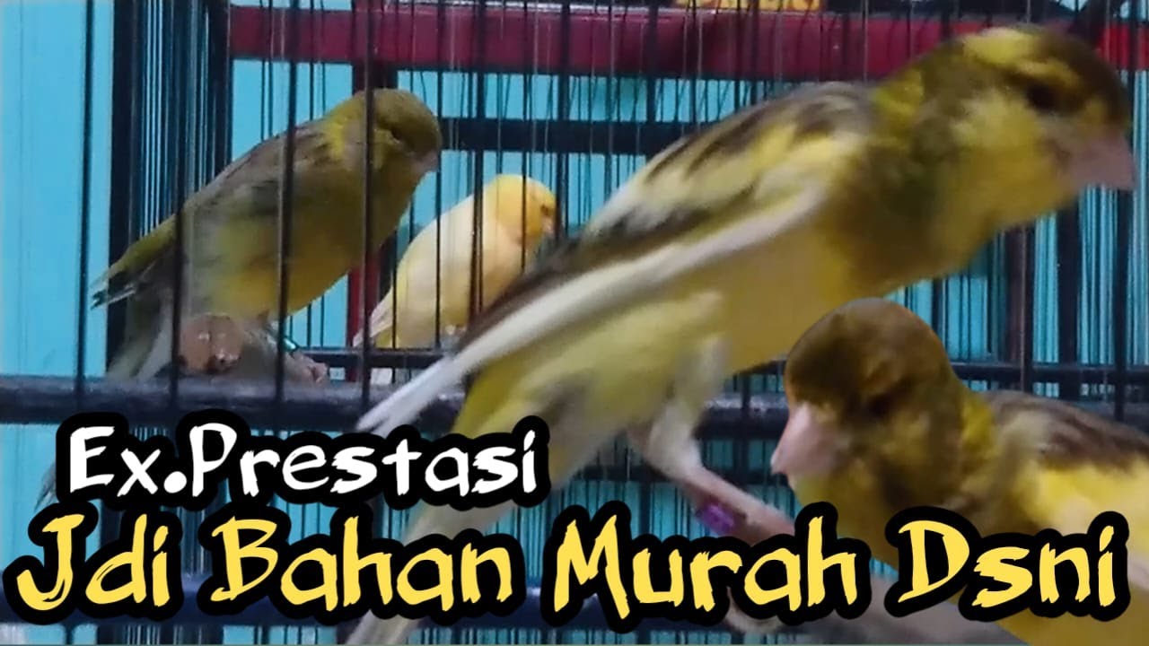 HARGA KENARI PROSPEK RAMAH DIKANTONG SESUAI SPEK