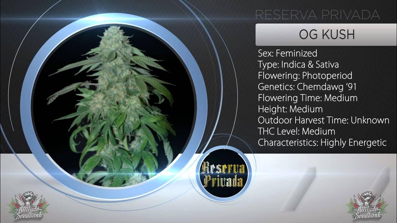 Attitude Seedbank August Promotion 2012 The Attitude Seedbank YouTube