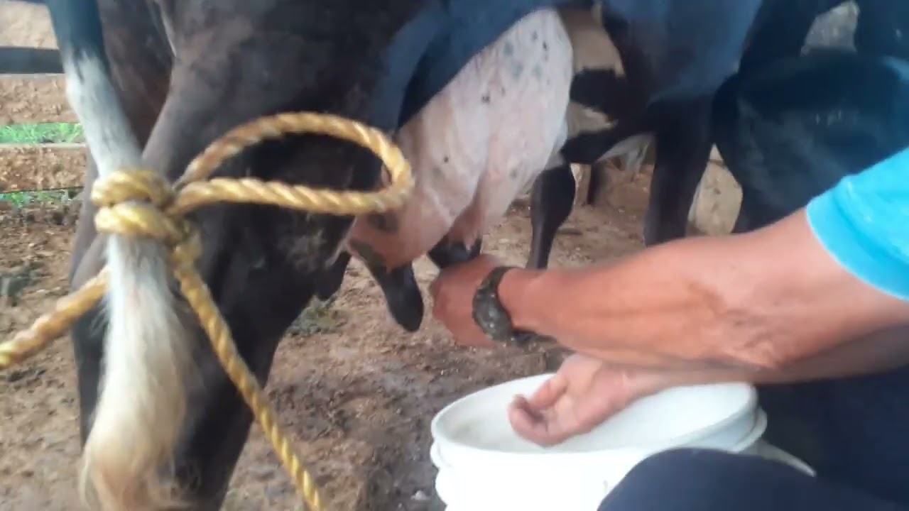 Como trabajar con un vaca recien parida 🐄