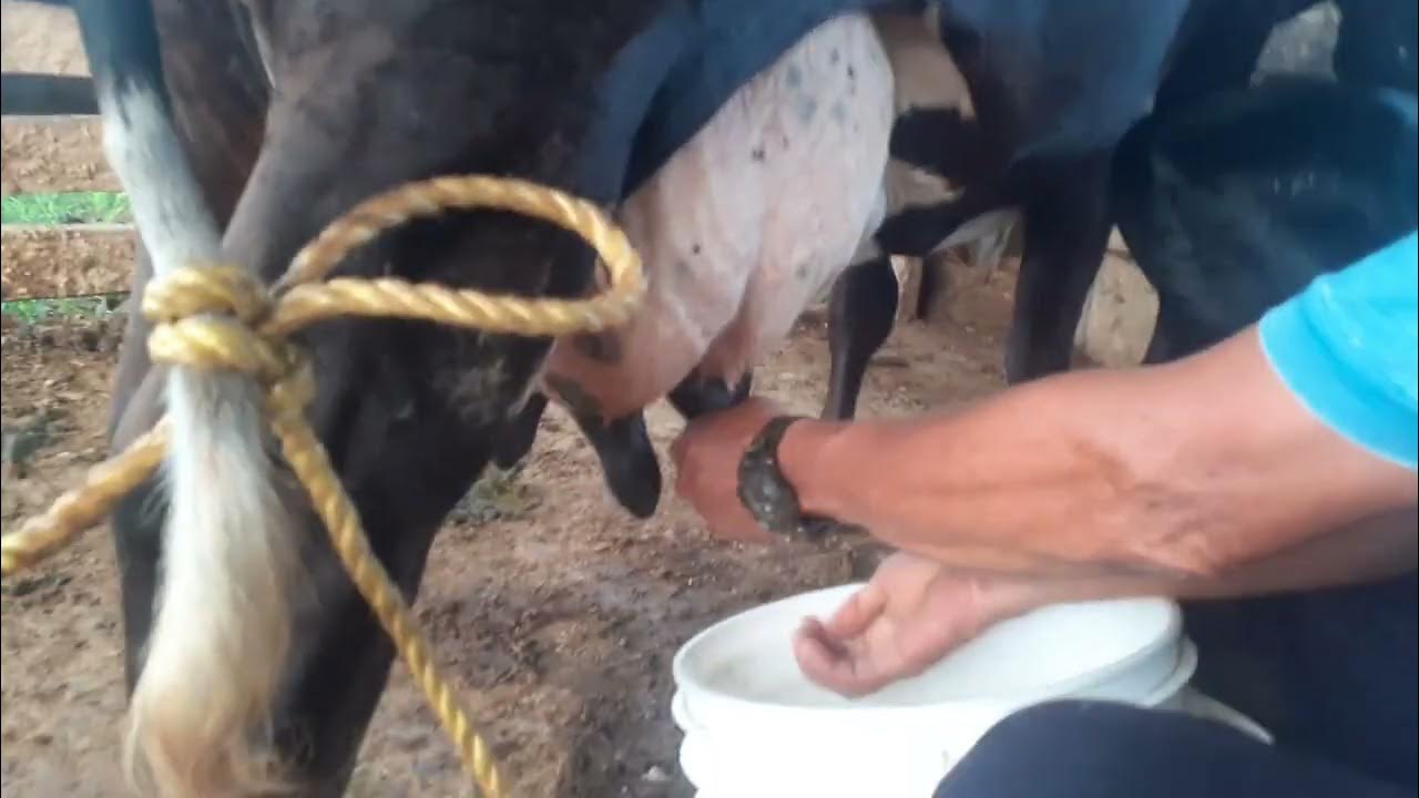 Como trabajar con un vaca recien parida 🐄 YouTube
