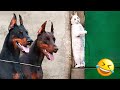 😺 Funny &amp; Cute Animal Videos Compilaton Of The 2024 🤣