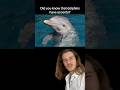 Dolphins Have Accents