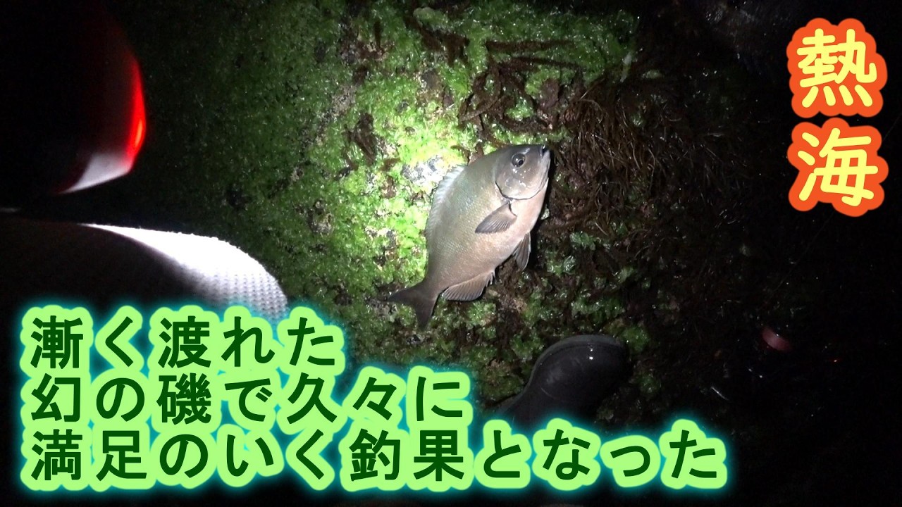 【熱海】干潮時のみ渡れる幻の磯で久々の好釣果【2025年11月下旬】