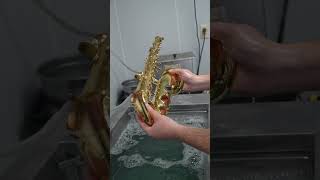 How We Professionally Clean an Alto Saxophone | Ultrasonic Cleaning Process #PaigesMusic #Saxophone