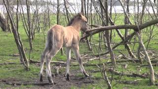 Konik  new borns in april 15