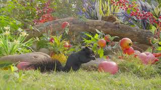 Mental Stimulation for Cats 🐦 8 Hours Birds Nature TV