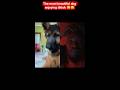 The most beautiful dog enjoying tiktok 😅😅 #love #funny #dog
