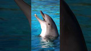 ?डॉल्फिन के बारे में जानकर चौंक जाएंगे? | 5 Amazing Facts About Dolphinsfacts viral shorts