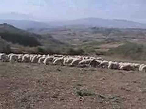 How pecorino sheep's milk cheese is made, from days out at pasture to the milking and cheese-making process. Filmed in Molise, Italy, October, 2006.