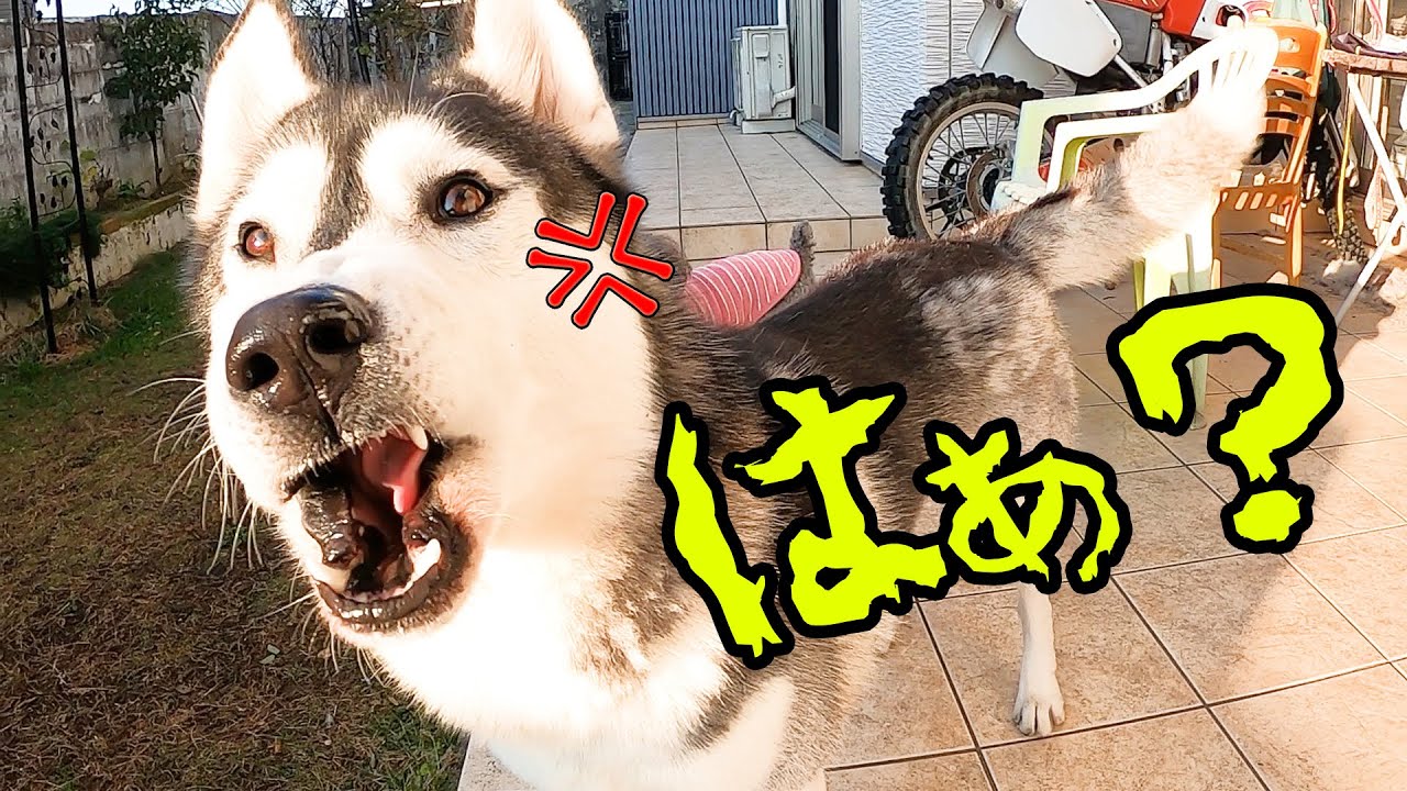 ブチ切れて飼い主に文句つけてくる犬 ハスキー犬と保護犬トイプードル Youtube