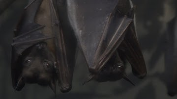 UAVs Fly With Bats