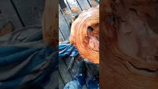 Buck skin larch cribbage table