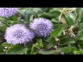 Globularia Bisnagarica Fiori e piante della montagna bellunese 23.04.2015 Mp3 Song