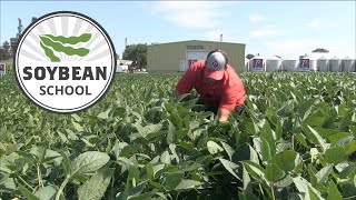 Soybean School: Planting deep has pros and cons