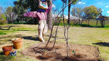 Make a Bean Pole Teepee! Veggie Patch Science Home Workshop by the CNRL Library Innovation Studio
