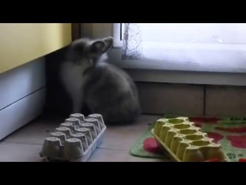Un lapin intelligent "Kannelle" fait son rangement