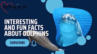 Dolphins Amazing Informative Facts By Dilchasp Globe