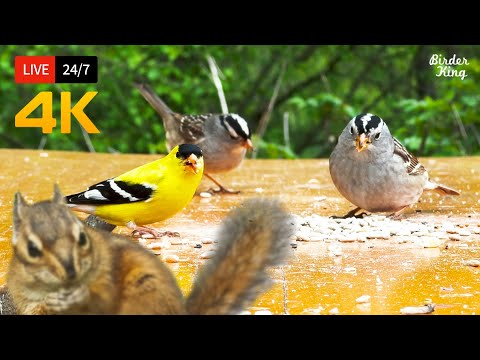 🔴 24/7 LIVE: Cat TV for Cats to Watch 😺 Cute Little Birds Squirrels 4K Cat Games