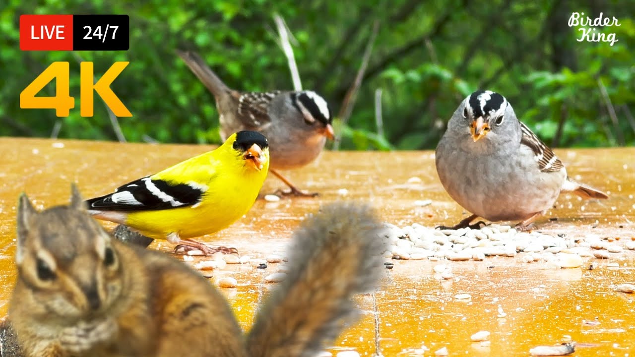 🔴 24/7 LIVE: Cat TV for Cats to Watch 😺 Cute Little Birds Squirrels 4K Cat Games