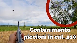 Piani di controllo  Contenimento piccione, il 410 inizia a funzionare!