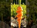 Growing a SPIRAL Carrot 😱🥕 So Satisfying!