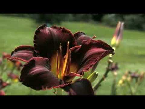 museums in london Daylily Walk at The New York Botanical Garden