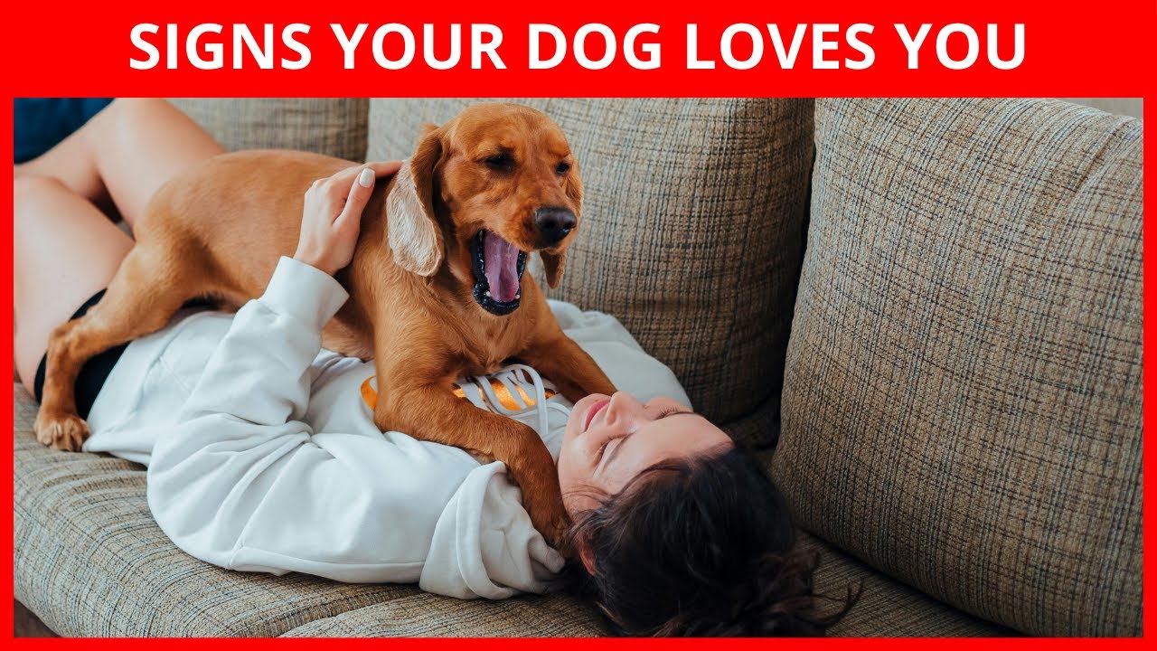 5 Signs That Your Dog Has Imprinted on You (Not Every Dog Owner) - YouTube
