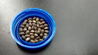 made at home S1 Orange Sherbet Auto Fem