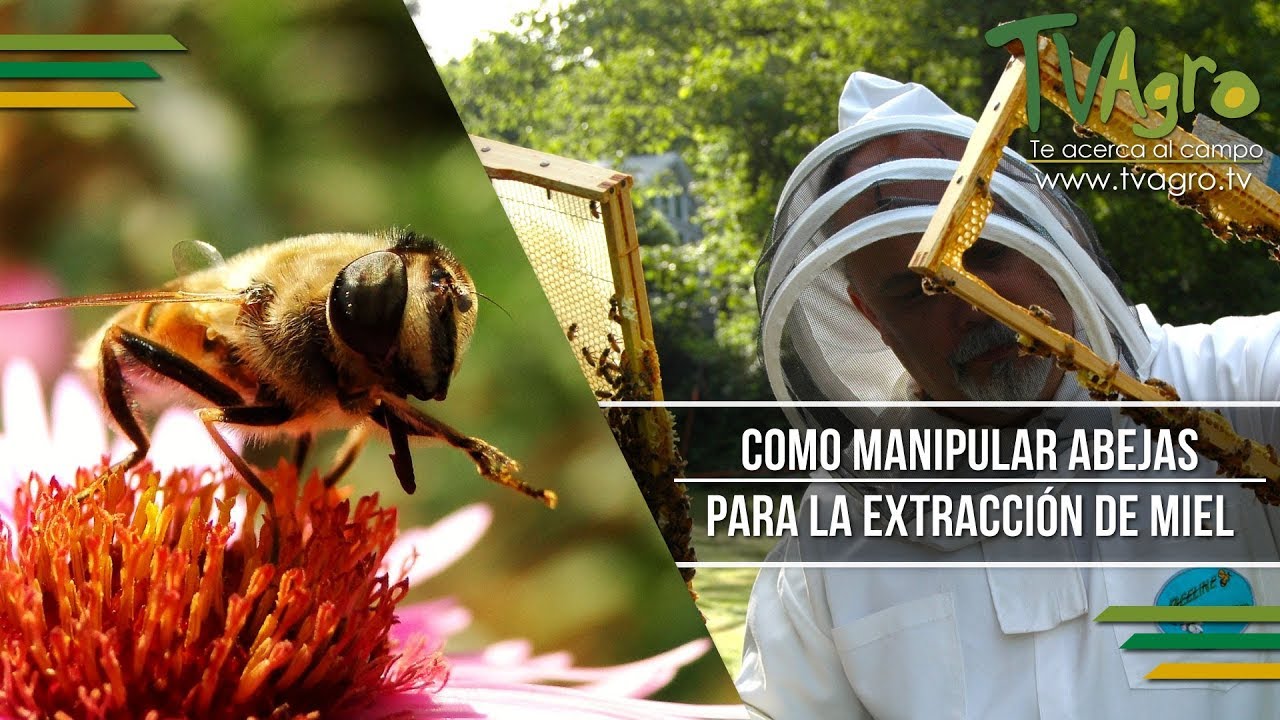 Cómo se debe recoger la Miel de Abejas de los Panales - TvAgro por