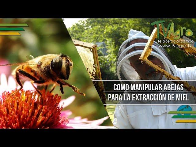 Cómo se debe recoger la Miel de Abejas de los Panales - TvAgro por