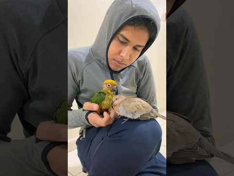 إنقاذ اليمامة من البرد