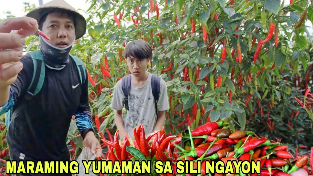 1,000 per kilo Maraming Yumaman  sa tanim na sili ngayon Pangunguha ng libreng sili sa niyogan