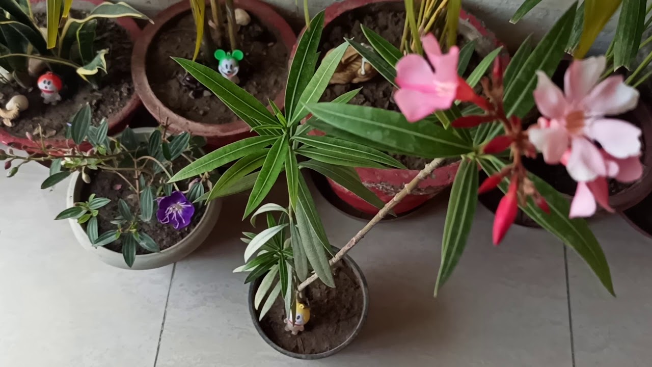 Care of kaner plant/Oleander plant, fertilizer 