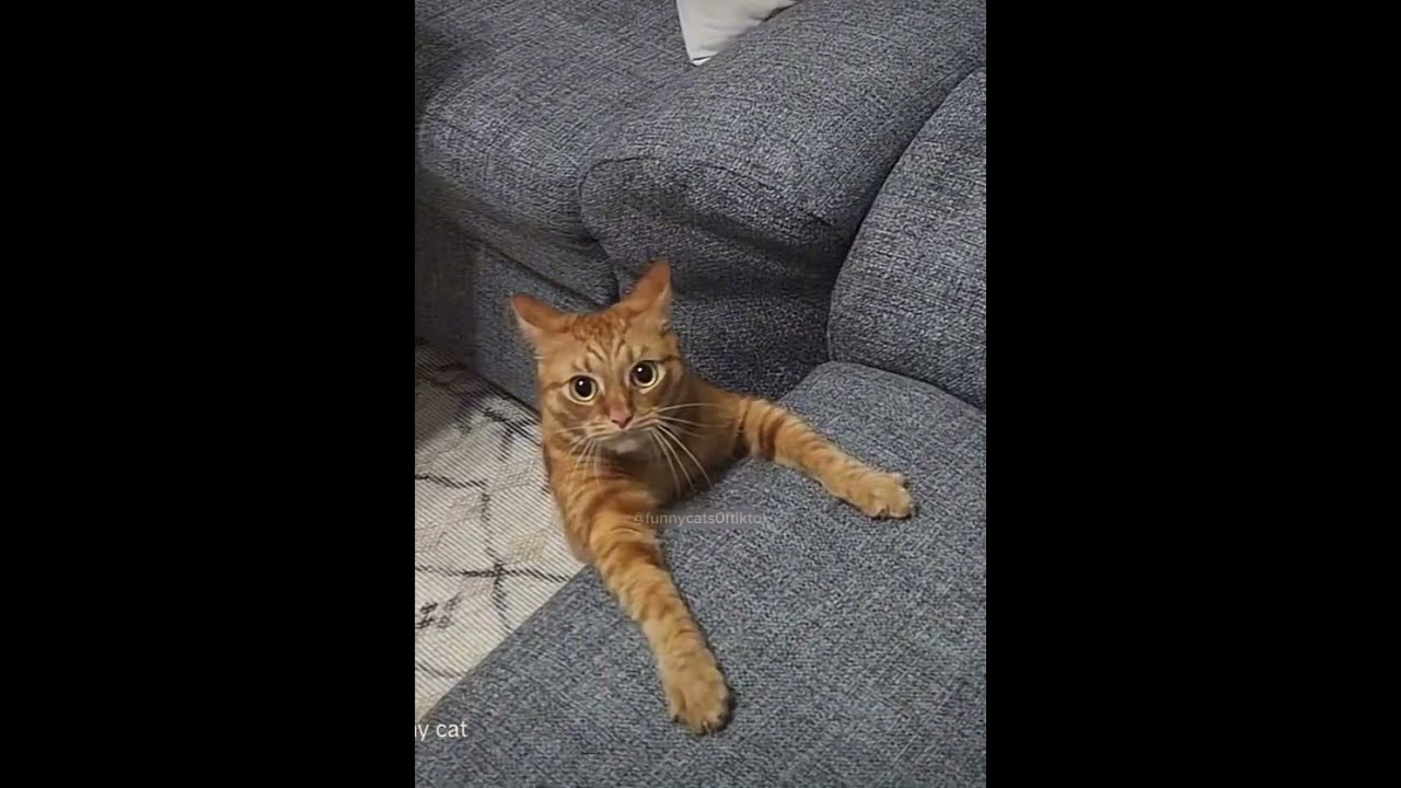 Funny Orange Cats Stupid Behavior Shorts Cat Funnycats Orangecat