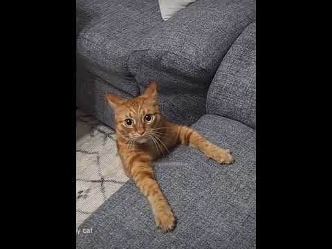 Hilarious Orange Cat Stupid Fails & Silly Antics