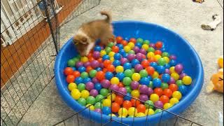 Beau in Balls 3 071822