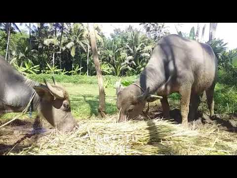 Kerbau Makan Jerami Kering