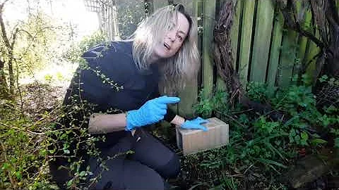 Setting a T-Rex rat trap