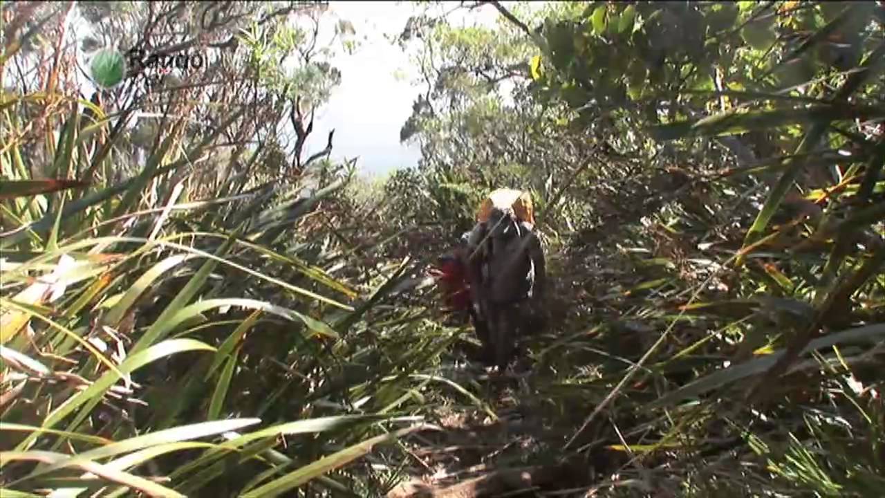 Rando Péi - pitontextor