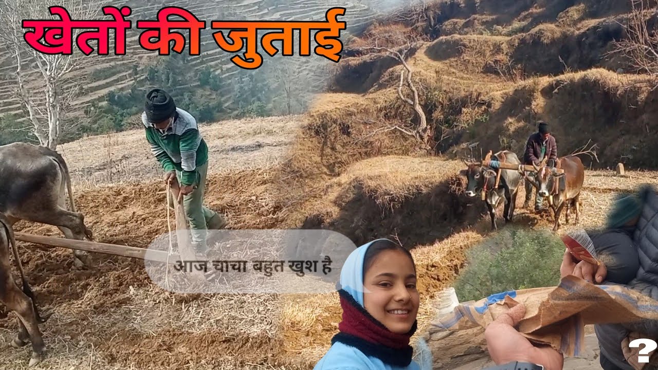 आज की खेतो की जुताई | daily lifestyle vlog | kamal pahadi vlogs|