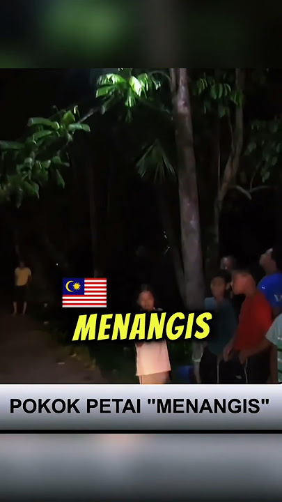 Hati Hati Bila Pokok Petai Mula Menangis! 😱 Tu Bukan Air Ajaib