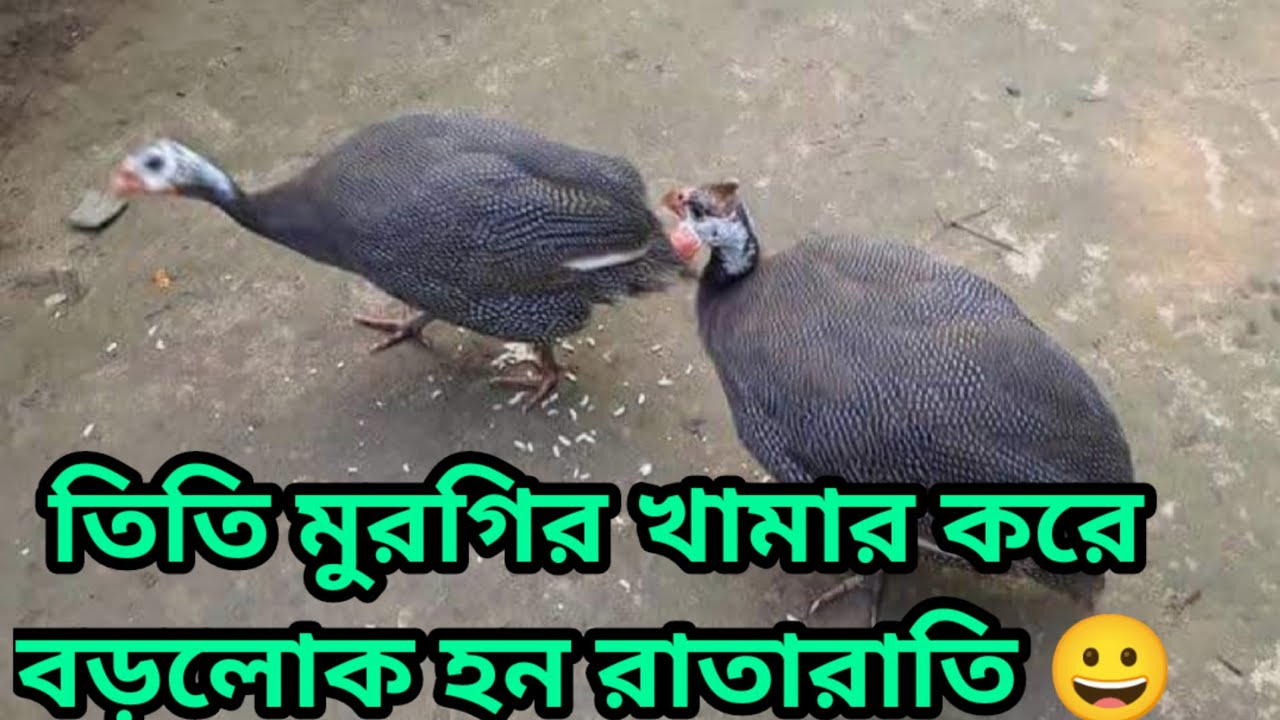 তিতি মুরগি। titir murgi - YouTube