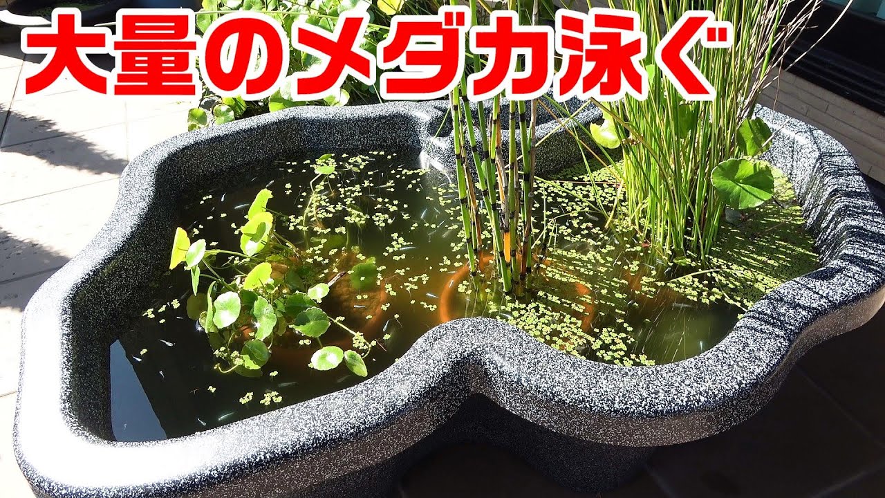 メダカの冬支度 大量のメダカ導入 大きなプラ池ビオトープ ﾐﾕｷﾒﾀﾞｶ Youtube